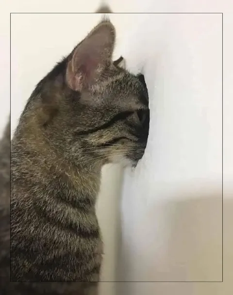 Кот уткнулся в стену