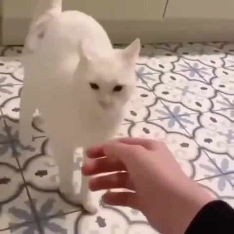 Кот не хочет, чтобы его гладили