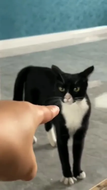 Кот крадётся к пальцу