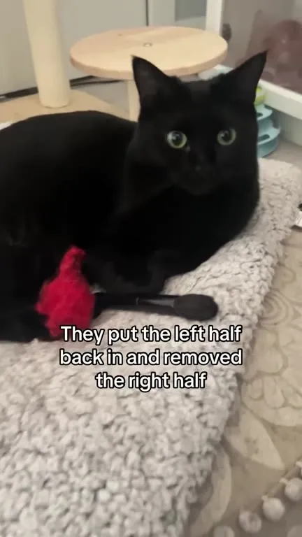 Cat Claims to Count Best