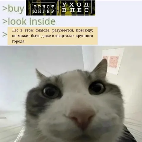 Кот, узнавший про лес