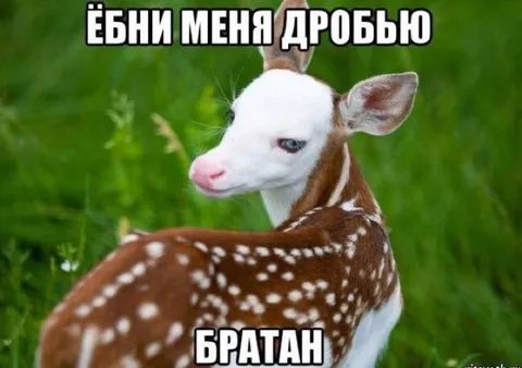 Ёбни меня дробью, братан