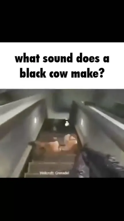 What Sound Does a Black Cow Make?