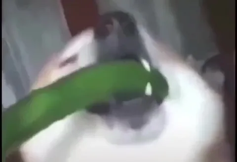 Собака в ритме U Got That