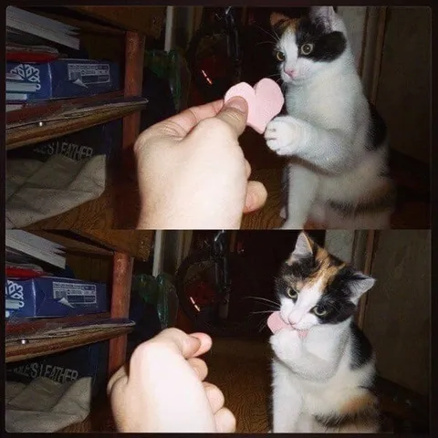 Кот забирает сердечко
