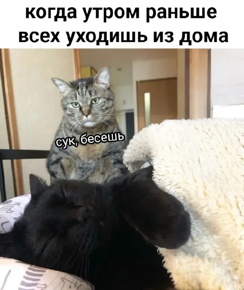 Кот ушёл раньше всех