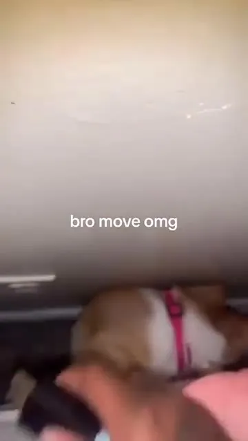 Bro Move OMG Cat