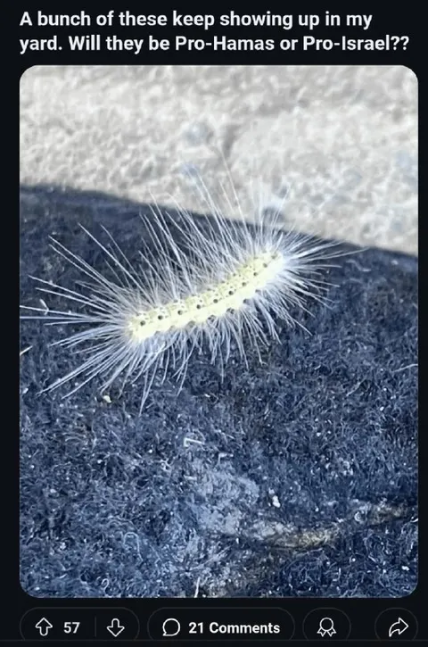 Pro-Hamas or Pro-Israel Caterpillar