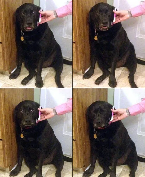 Собака терпит чистку ушей