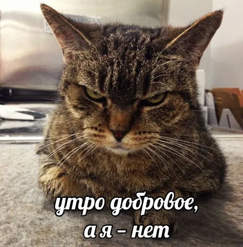 Утро доброе, а я — нет