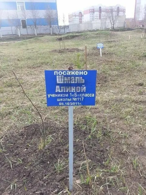 Саженец, посаженный Алиной Шмаль