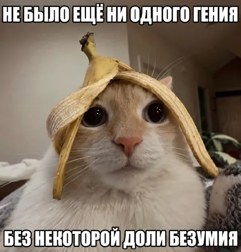 Кот в банановой кожуре