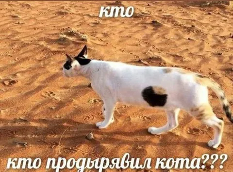 Кто продырявил кота