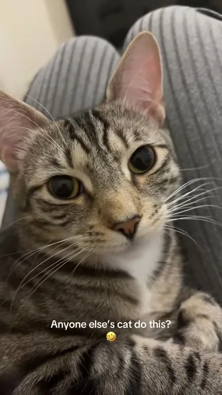 Cat Makes a Strange Face