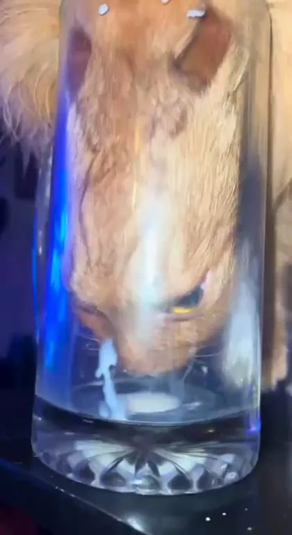 Коты вытворяют странные вещи