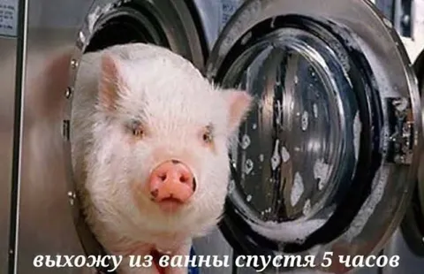 Свинья выходит из ванны