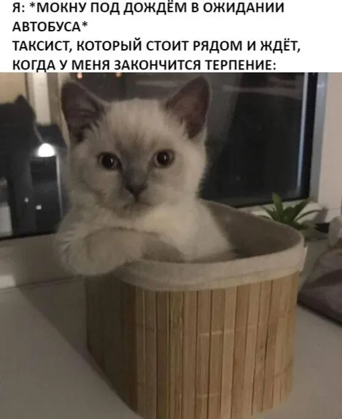 Таксист ждёт окончания терпения