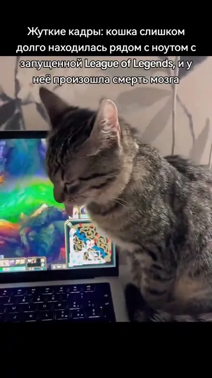 Кошка умерла от League of Legends