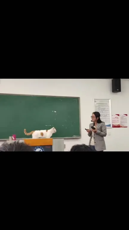 课堂上的猫咪巡逻
