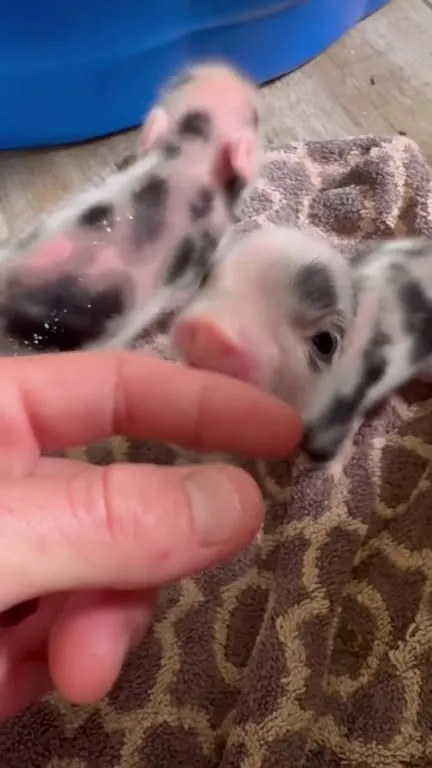 Tiny Piglet Attack