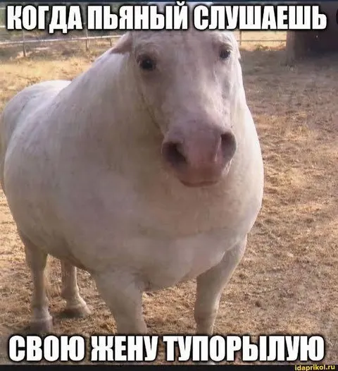 Пьяный слушает тупую жену