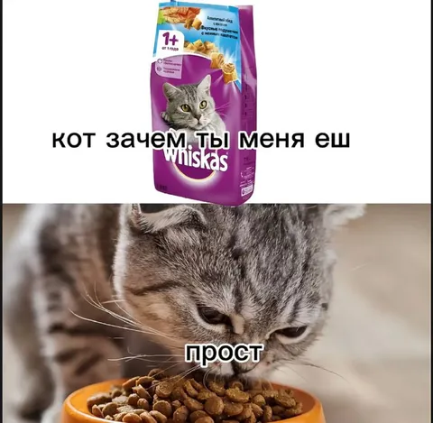 Кот ест пакет Whiskas