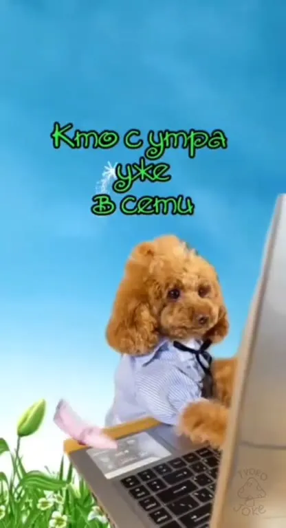 Пёс желает доброго утра