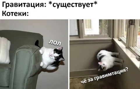 Котики игнорируют гравитацию