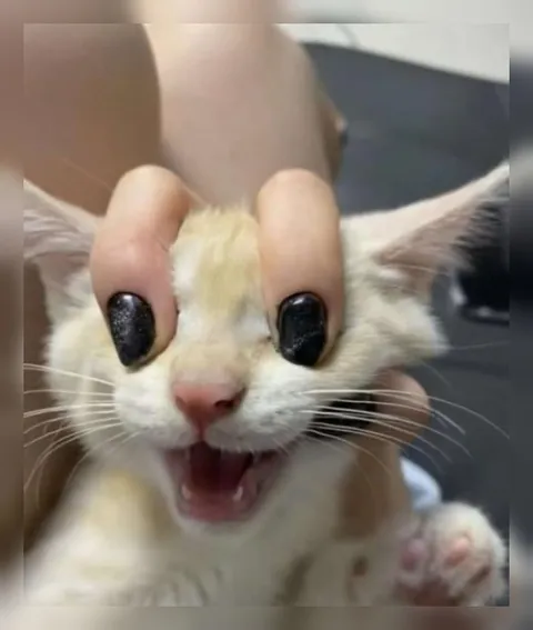 Кот с огромными глазами