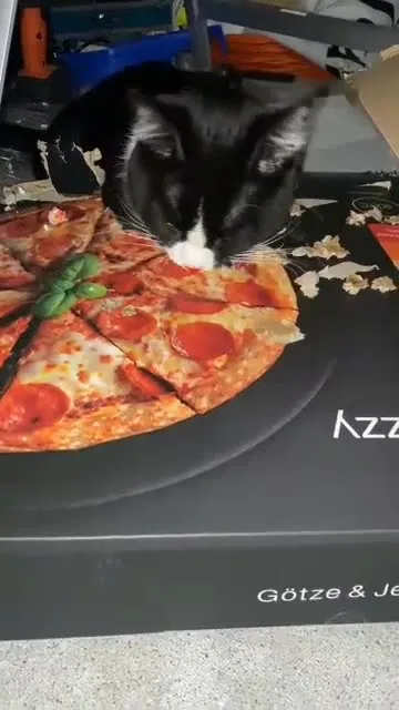 Кот ест пиццу