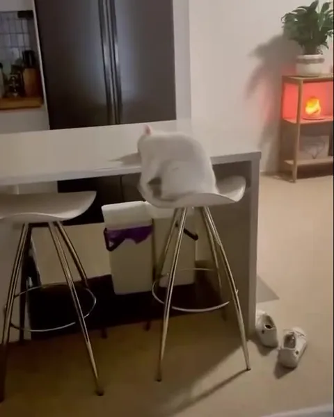 Кот засыпает на барном стуле