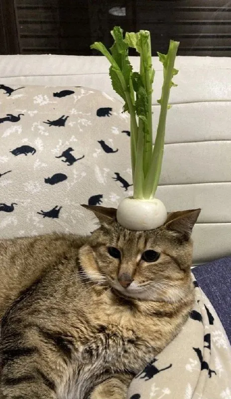 Кот с репой на голове