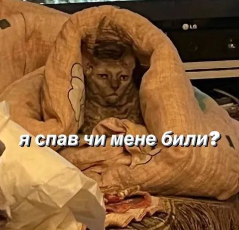 Кот после тяжелой ночи