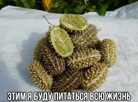 Этим я буду питаться всю жизнь
