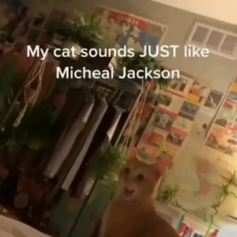 Cat Sounds Like Micheal Jackson