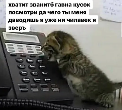 Кот звонит по телефону