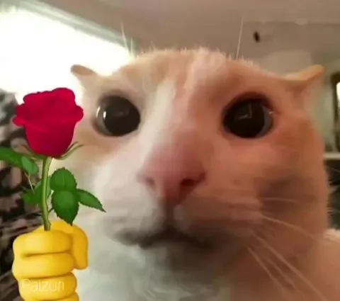 Кот с розой смотрит в душу