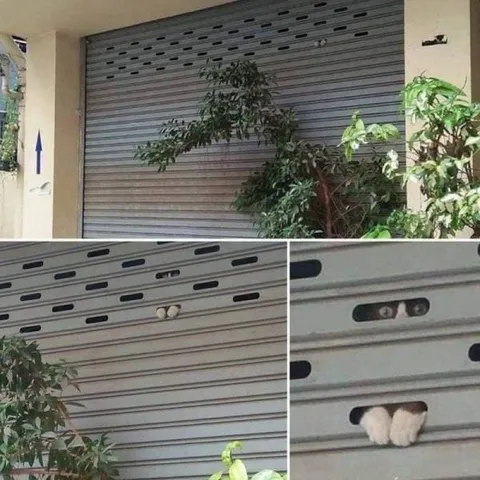 Кот выглядывает из гаража