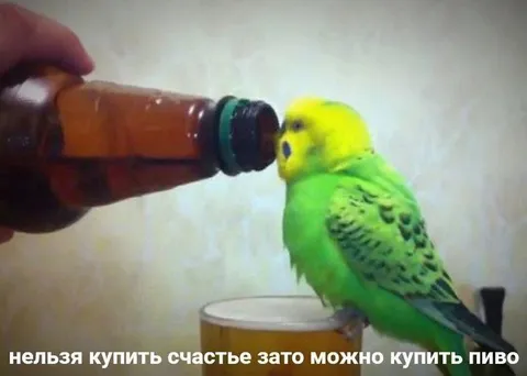 Нельзя купить счастье, зато можно купить пиво