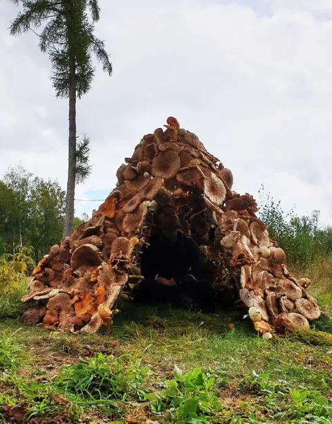 Человек в грибном домике
