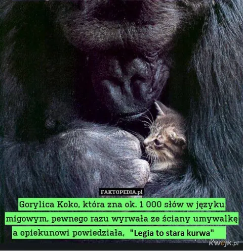 Koko i wyrwana umywalka
