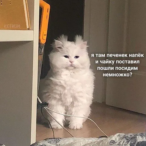 Котик приглашает на чай