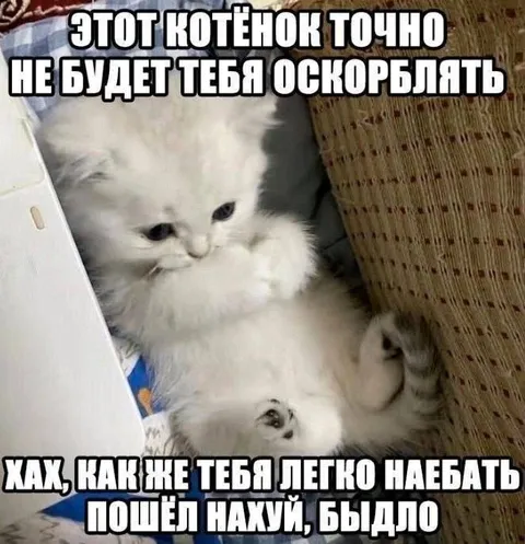Милый котёнок с характером