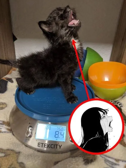 Кот орёт на весах