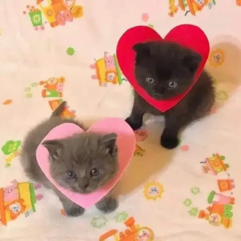 Котята в сердечках
