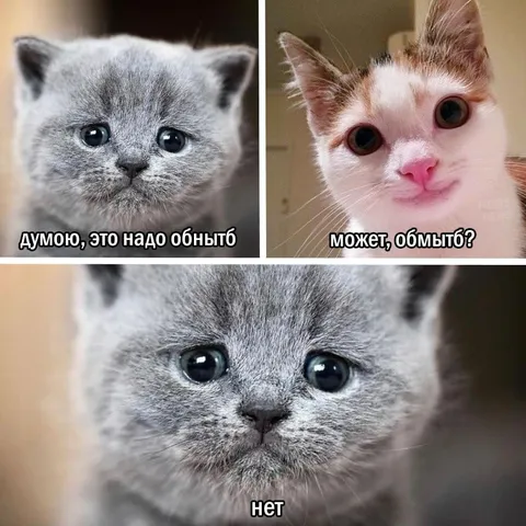 Котёнок отказался обмывать