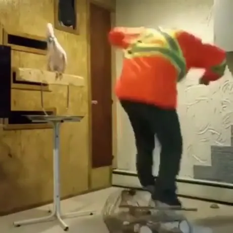 Parrot Blames the Fucking Dryer