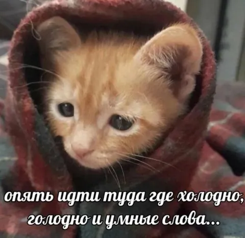 Котёнок снова идёт в холод