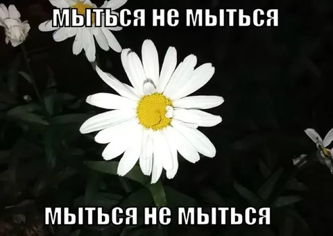 Мыться или не мыться