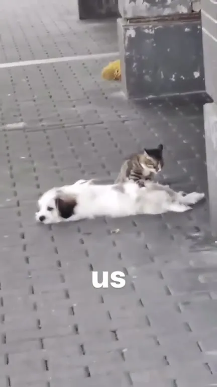 Us Sharing One Brain Cell